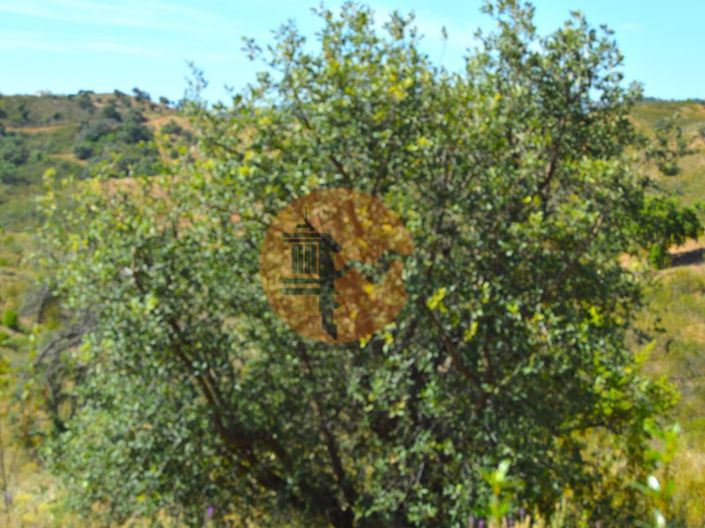 Image No.17-Plot for sale