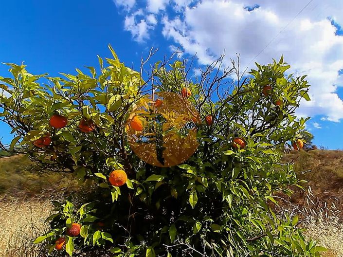 Image No.19-Commercial for sale