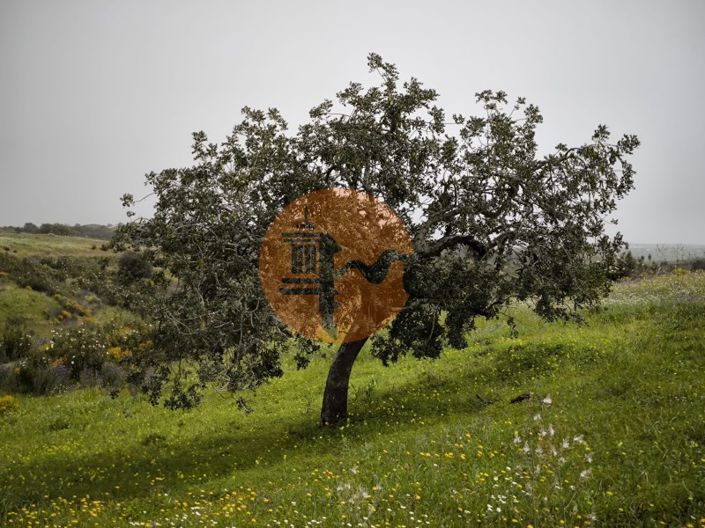 Image No.27-Plot for sale