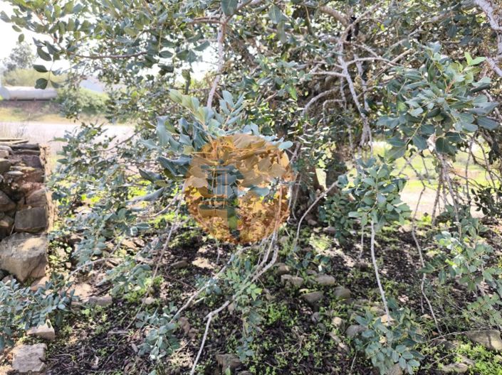 Image No.8-1 Bed House for sale