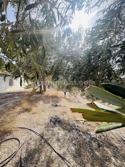 Image No.19-3 Bed Country House for sale