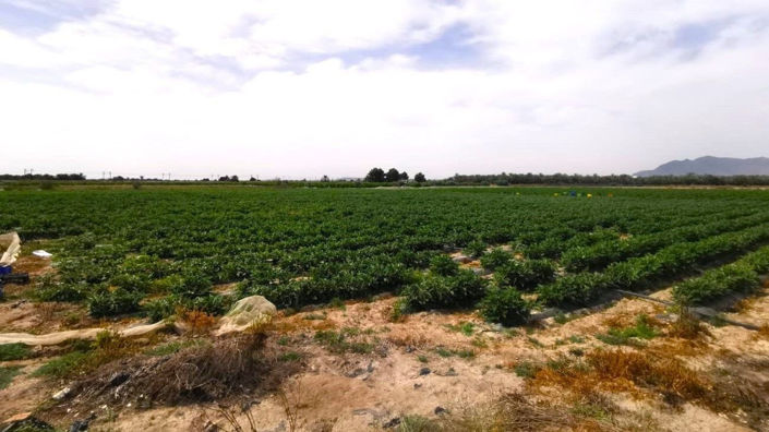 Image No.11-Plot for sale