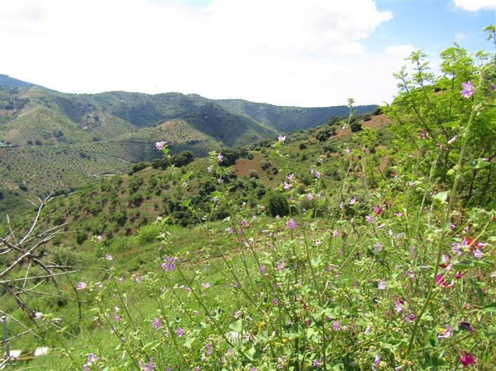 Image No.11-5 Bed Cortijo for sale