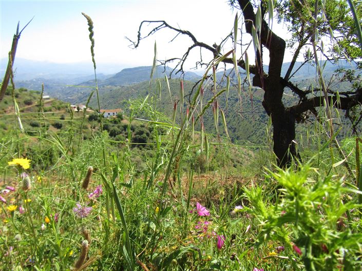 Image No.35-5 Bed Cortijo for sale