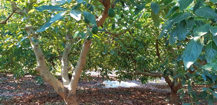 Image No.10-3 Bed Farmhouse for sale