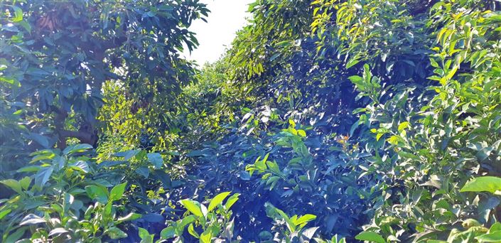 Image No.13-3 Bed Farmhouse for sale