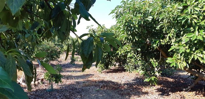 Image No.8-3 Bed Farmhouse for sale