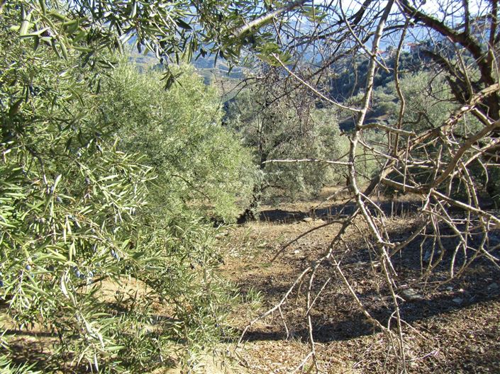 Image No.10-2 Bed Country House for sale