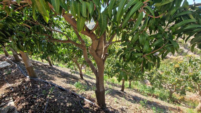 Image No.35-5 Bed Country House for sale