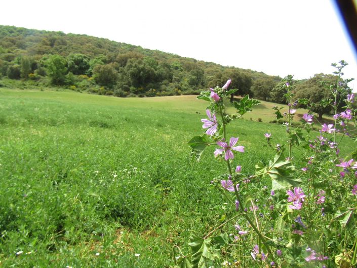 Image No.12-4 Bed Country House for sale