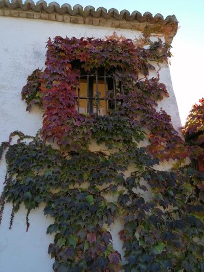 Image No.3-4 Bed Country House for sale