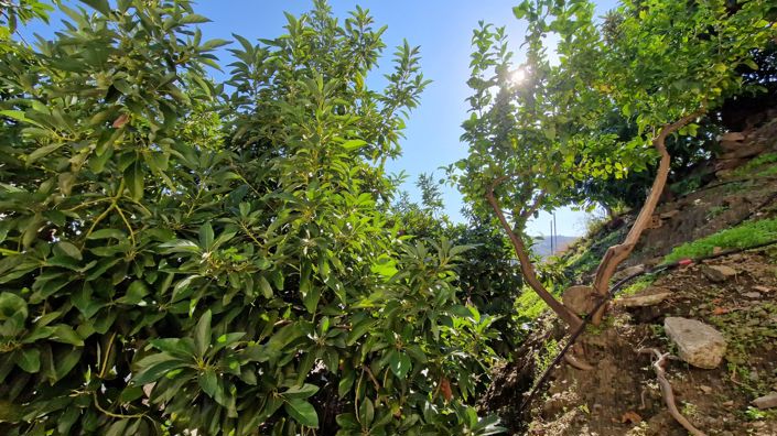 Image No.10-3 Bed Village House for sale