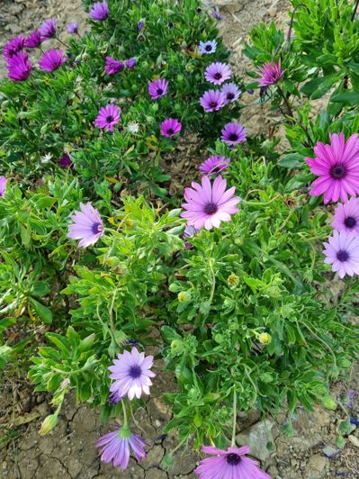 Image No.9-3 Bed Country House for sale