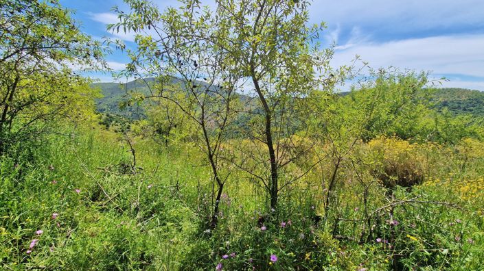 Image No.43-3 Bed Country House for sale