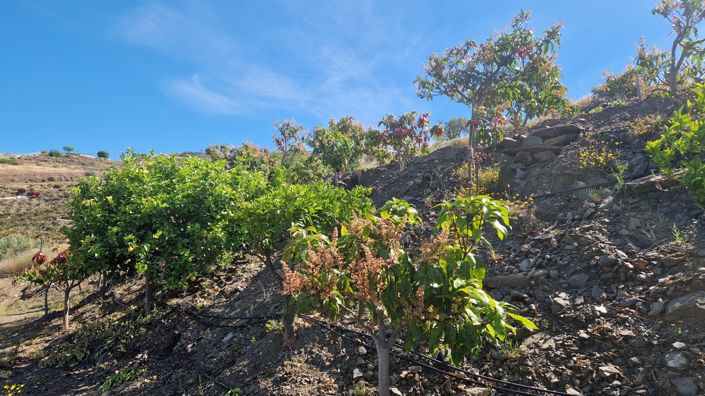 Image No.23-4 Bed Country House for sale