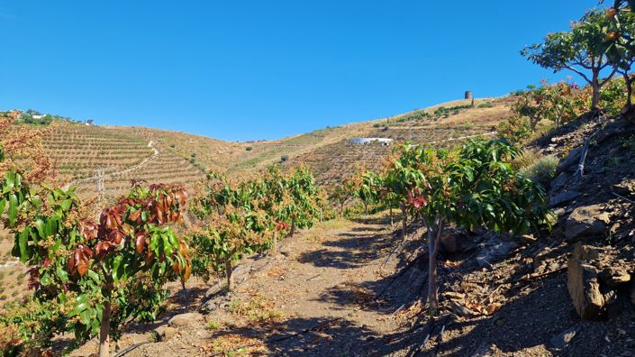 Image No.27-4 Bed Country House for sale