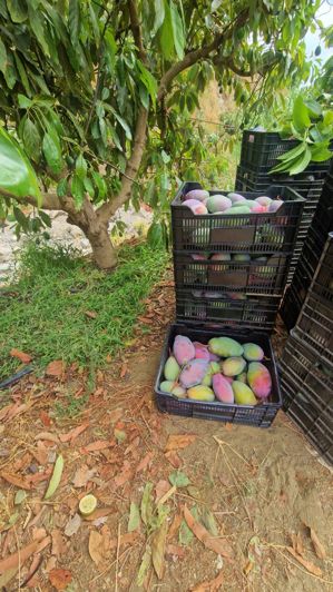 Image No.35-3 Bed Farmhouse for sale