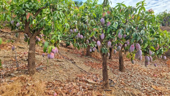 Image No.40-3 Bed Farmhouse for sale