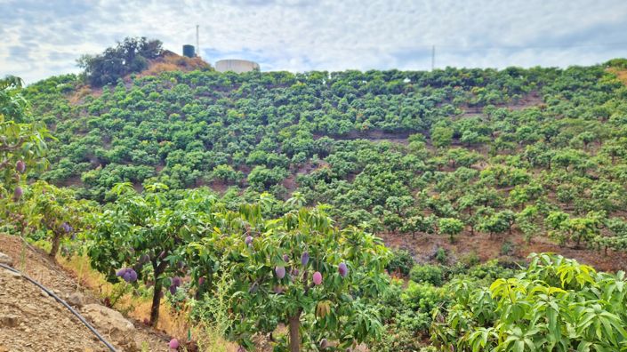 Image No.42-3 Bed Farmhouse for sale