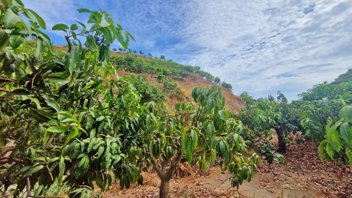 Image No.43-3 Bed Farmhouse for sale
