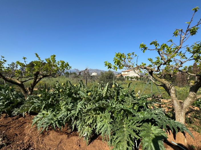 Image No.12-4 Bed Finca for sale