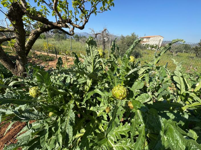 Image No.13-4 Bed Finca for sale