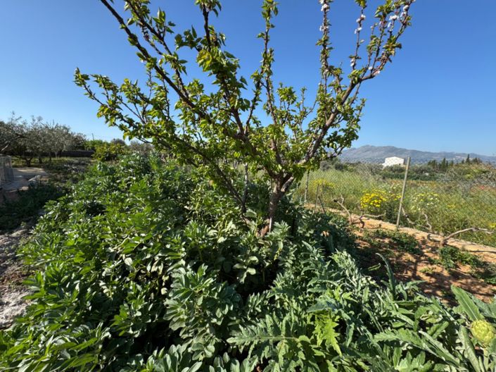 Image No.14-4 Bed Finca for sale