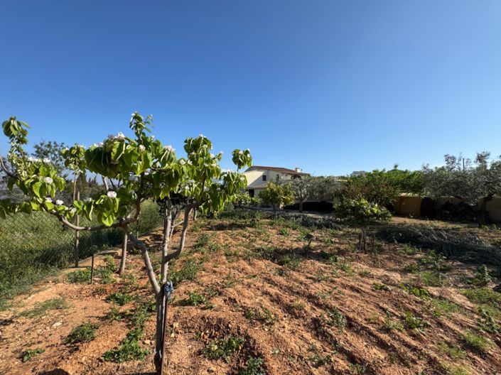 Image No.21-4 Bed Finca for sale