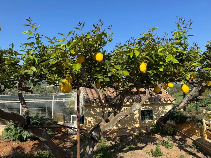 Image No.27-4 Bed Finca for sale