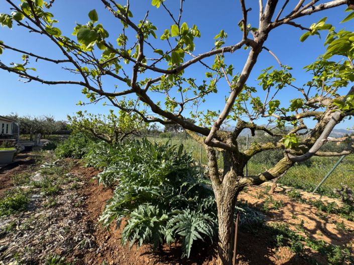 Image No.28-4 Bed Finca for sale