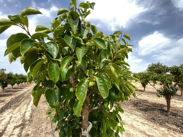 Image No.43-3 Bed Villa for sale