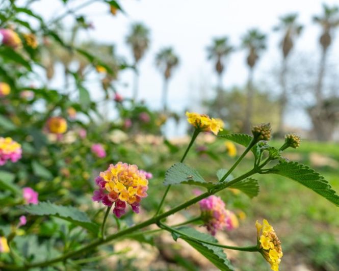 Image No.50-2 Bed Villa for sale