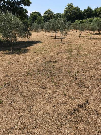 Image No.42-4 Bed Farmhouse for sale