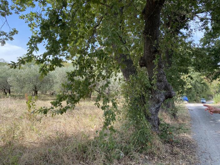 Image No.31-Farmhouse for sale