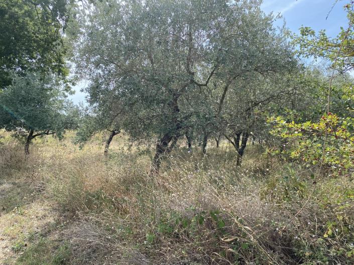 Image No.43-Farmhouse for sale