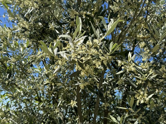 Image No.53-Studio for sale