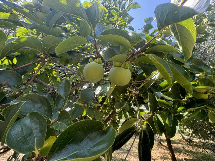 Image No.48-4 Bed Country Property for sale