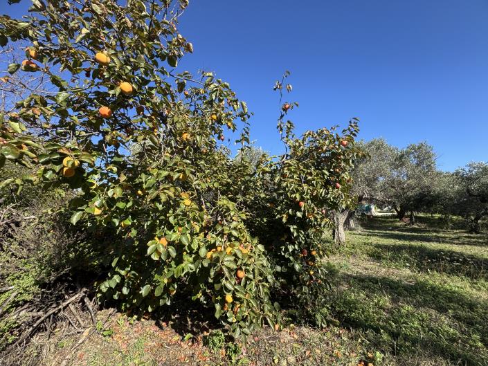 Image No.39-2 Bed Farmhouse for sale