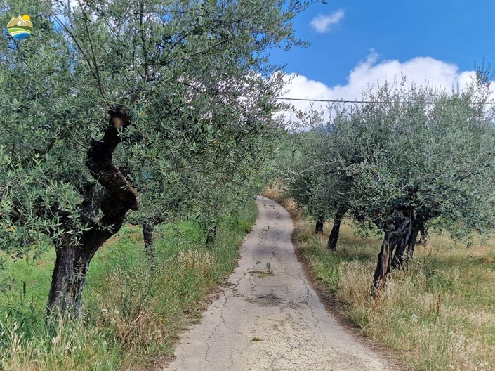 Image No.7-6 Bed Country House for sale