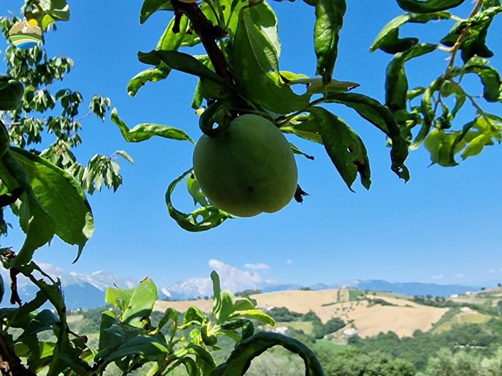 Image No.9-2 Bed Country House for sale