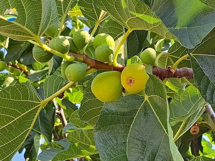 Image No.36-8 Bed Villa for sale