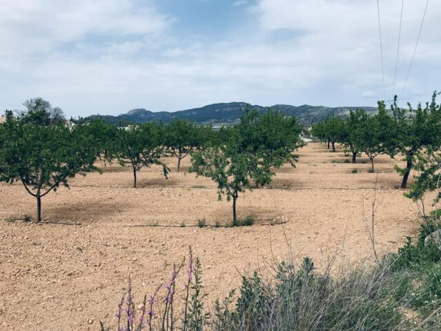 Image No.4-Land for sale