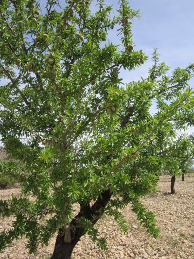 Image No.11-Land for sale