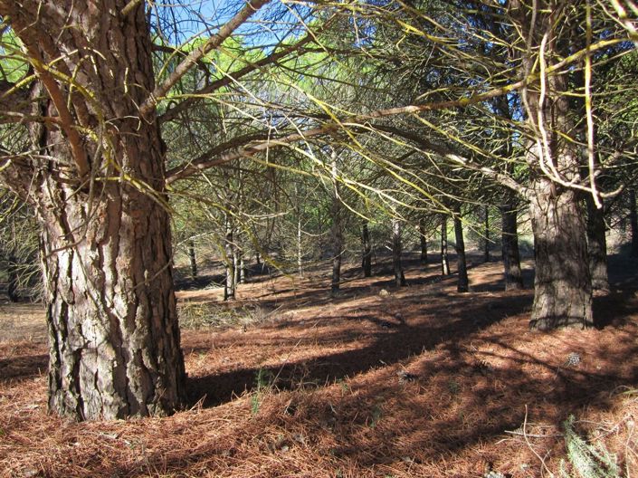 Image No.1-Land for sale