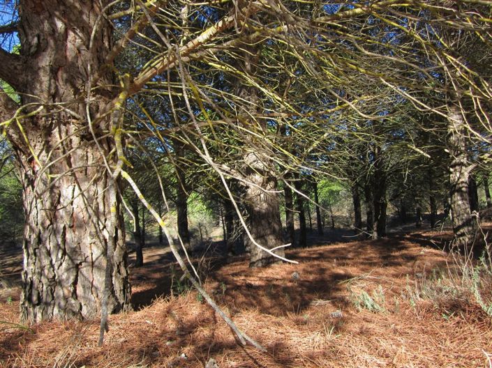 Image No.5-Land for sale