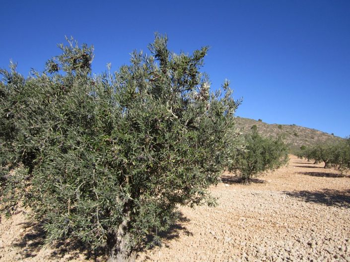 Image No.6-Land for sale