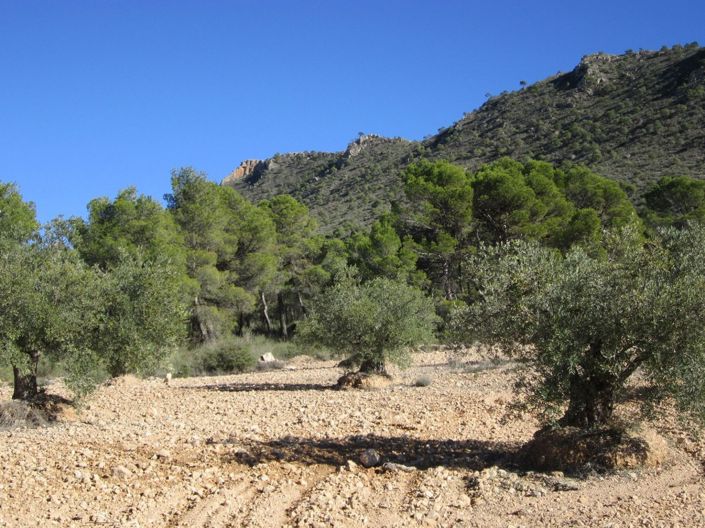 Image No.3-Land for sale