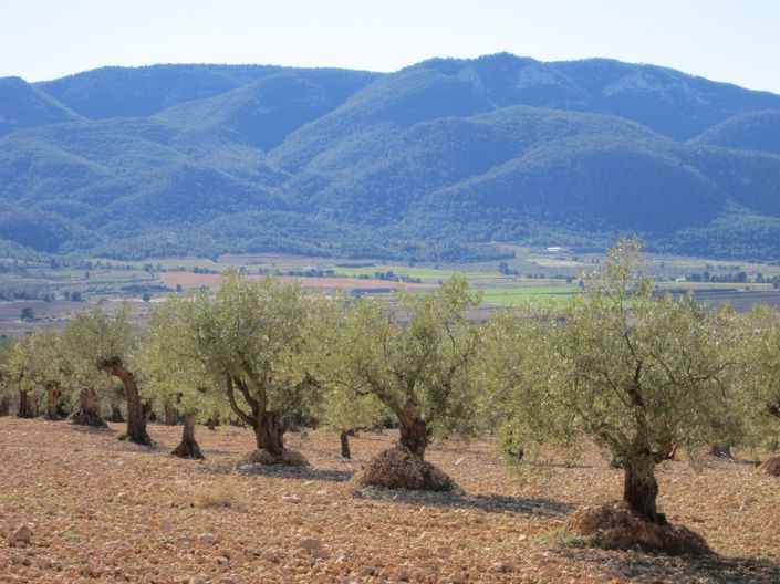 Image No.5-Land for sale