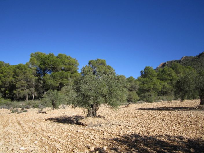 Image No.6-Land for sale