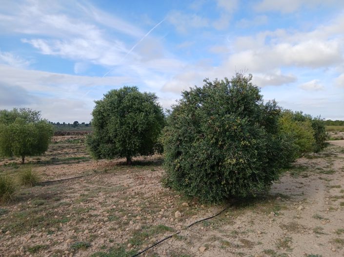 Image No.1-Land for sale